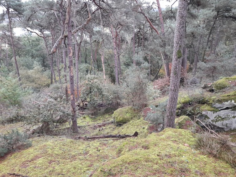 fontainebleau-foret-image